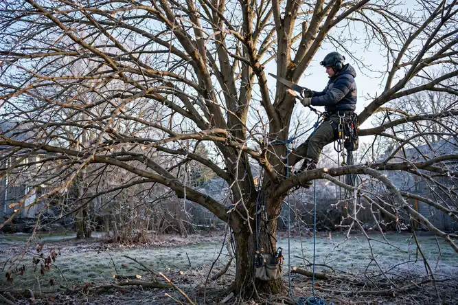 When to Prune Trees: A Regional Calendar Guide