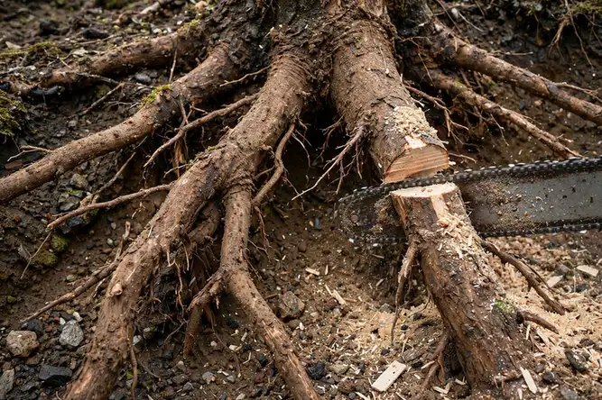 Stump Removal in progress by a professional crew